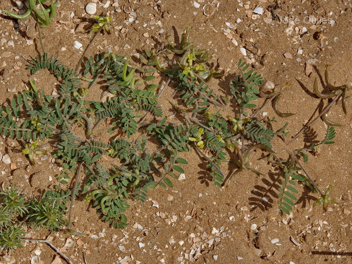 P.N. de Souss-Massa, Marruecos