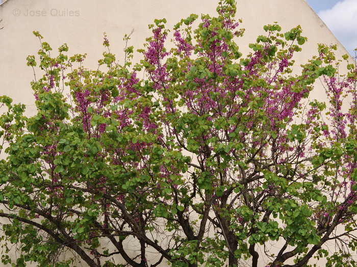 Jardines p�blicos