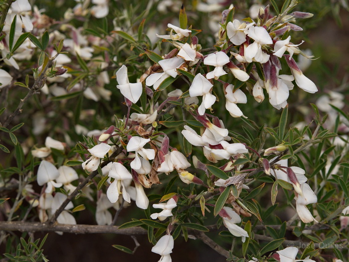 P.N. Garajonay, La Gomera