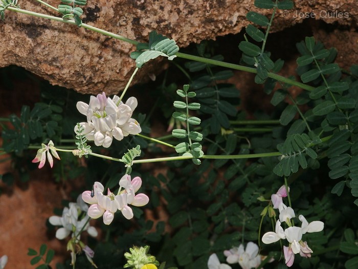 Ida Ou Tanane, Marruecos