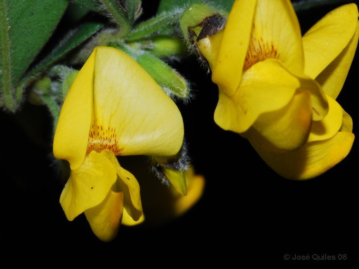 Sierra Espad�n, CS