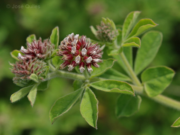 Sierra Espad�n, CS