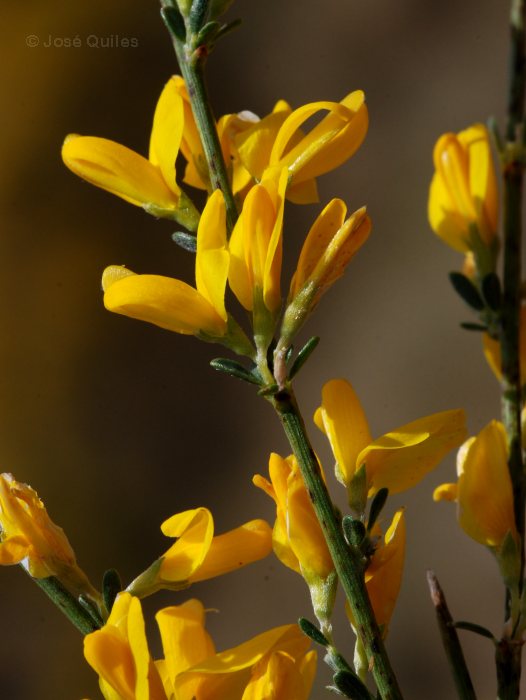 Sierra de G�dor, AL