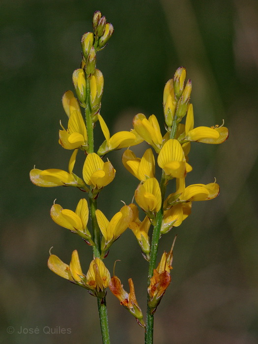 Montes Aquilianos, LE