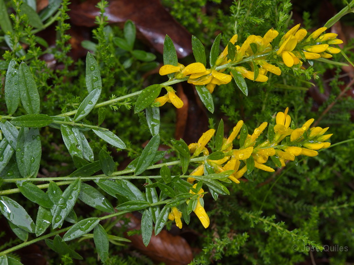 Alto Cadore, Belluno