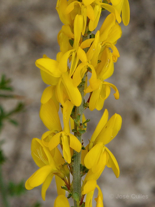 Sierra de Quesada, J