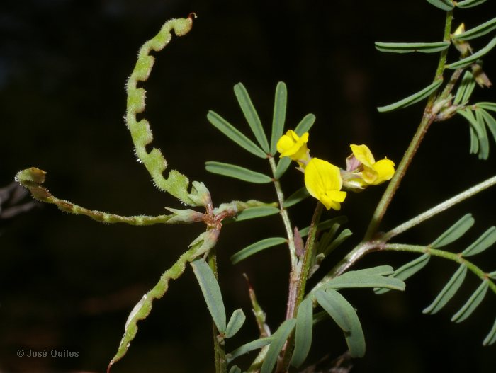 B�tera, V