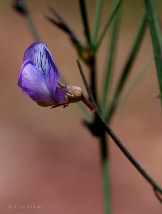 Sierra Espad�n, CS