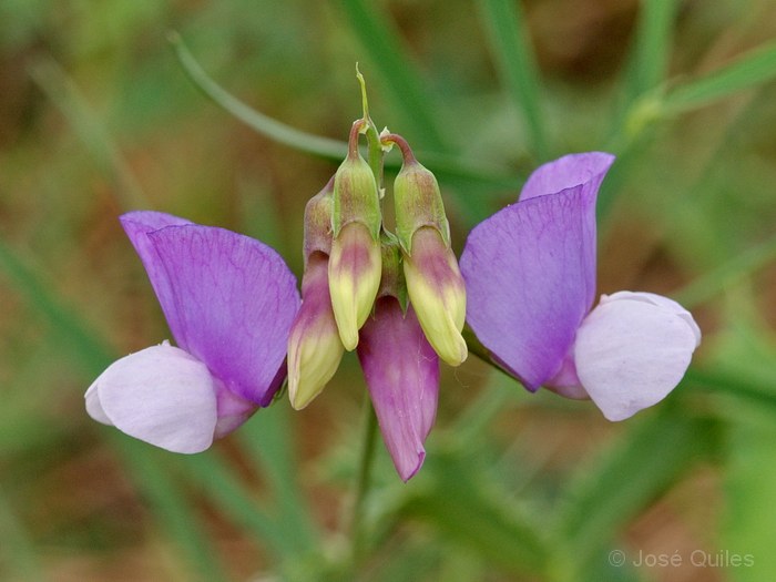 Sierra de Buixcarr�, V