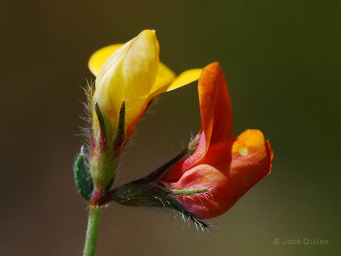Sierra Nevada, AL