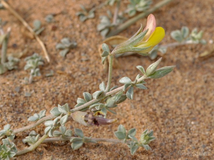 Tafilalt, Marruecos