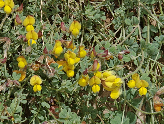 Tafilalt, Marruecos