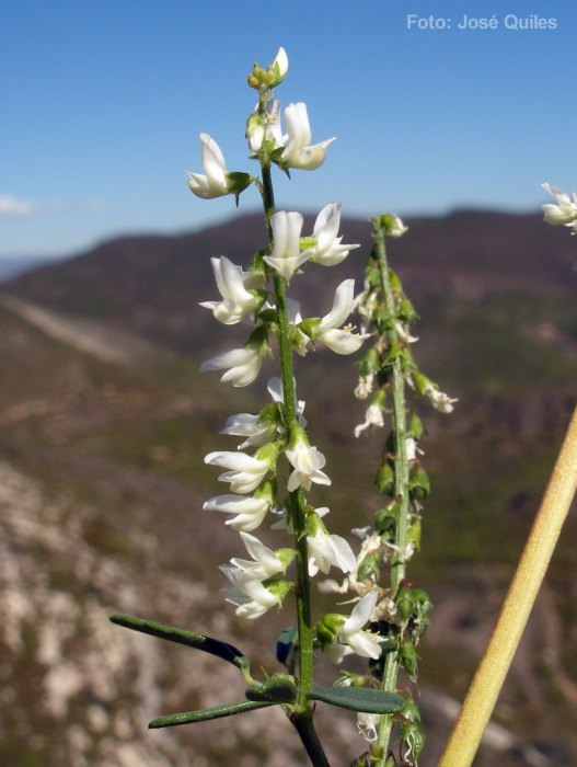 Sierra Espad�n, CS