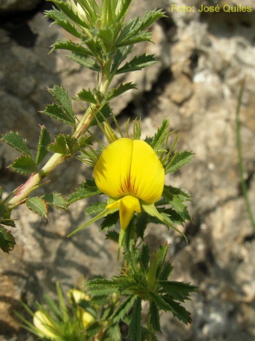 Sierra de Buixcarr�, V
