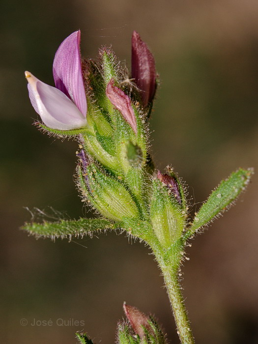 Sierra de Buixcarr�, V