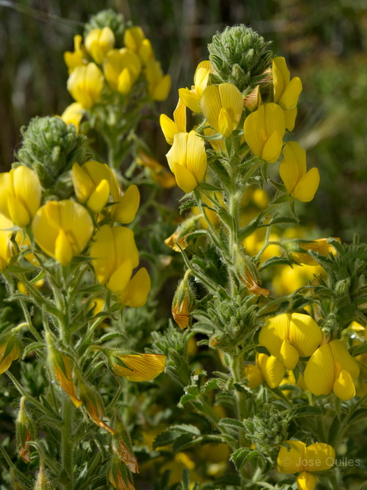 Sierra de G�dor, AL