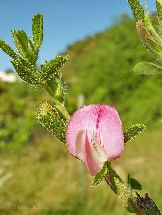 Sierra Espad�n, CS