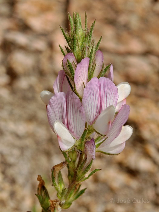 Sierra Morena, J