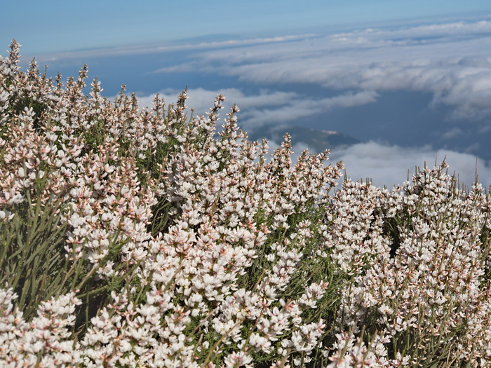 Ca�adas del Teide, Tenerife