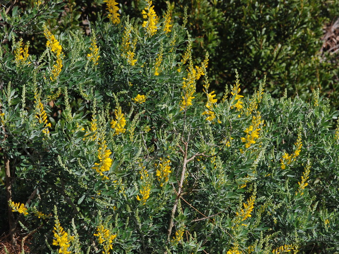 P.N. Garajonay, La Gomera
