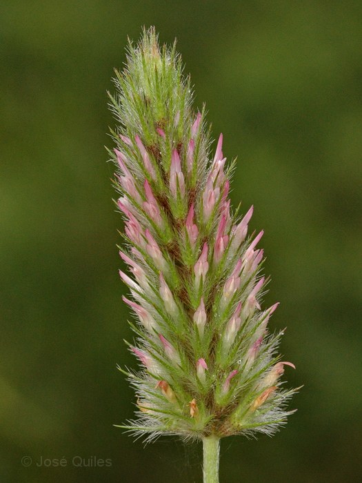 Sierra Espad�n, CS