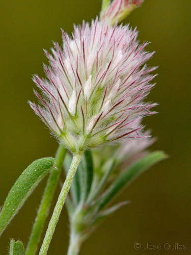 Sierra Espad�n, CS