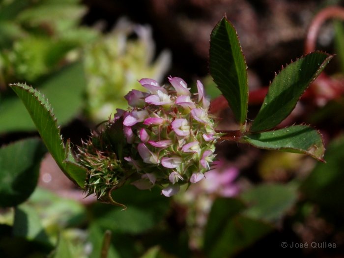 Sierra Espad�n, CS