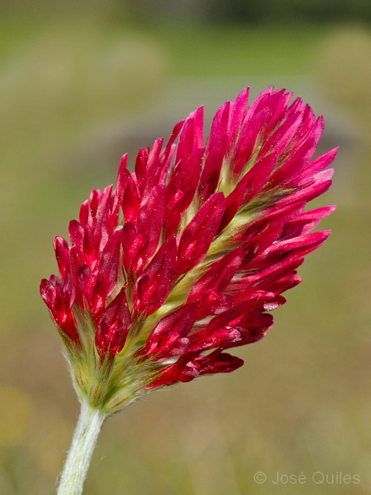 Macizo del Montseny, GI
