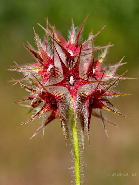 Sierra de Buixcarr�, V