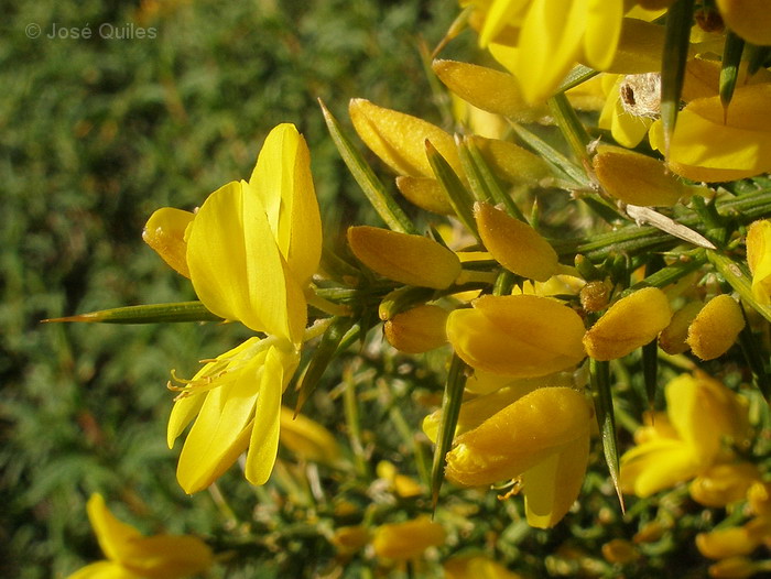 Sierra Espad�n, CS