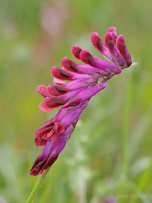 B�tera, V