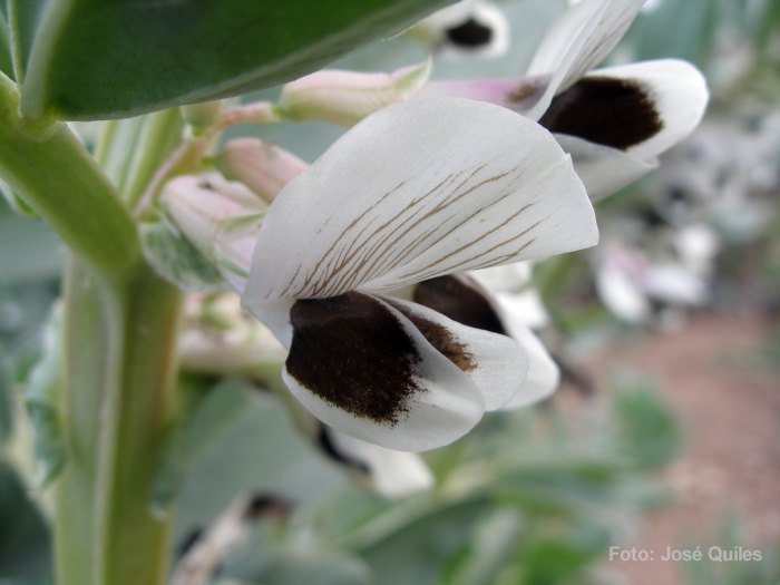 Huerta de Valencia