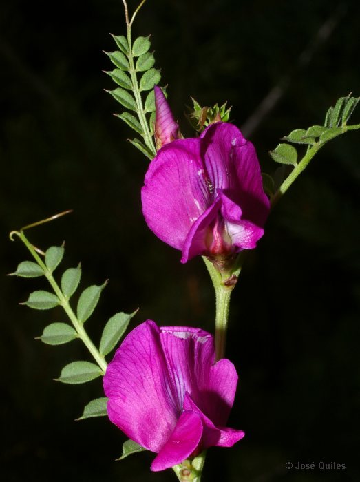 Sierra de G�dar, TE