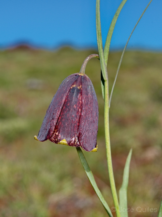 Sierra del Teleno, LE