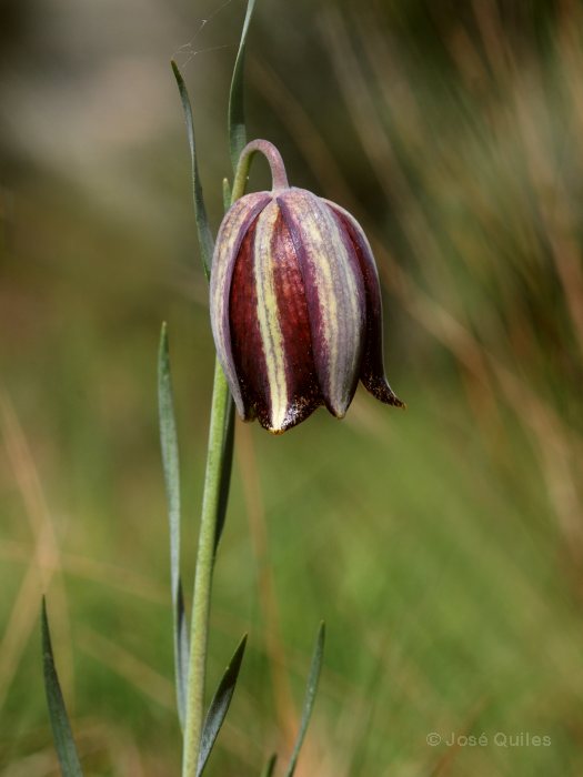 Sierra de Buixcarr�, V