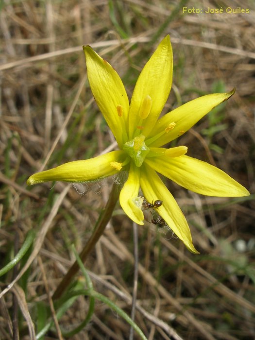 Sierra de Buixcarr�, V