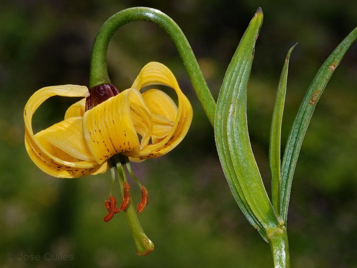 Lilium pyrenaicum