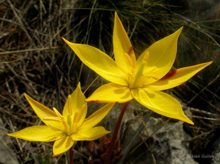 Sierra de Buixcarr�, V