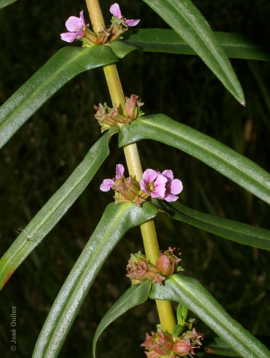 Albufera de Valencia