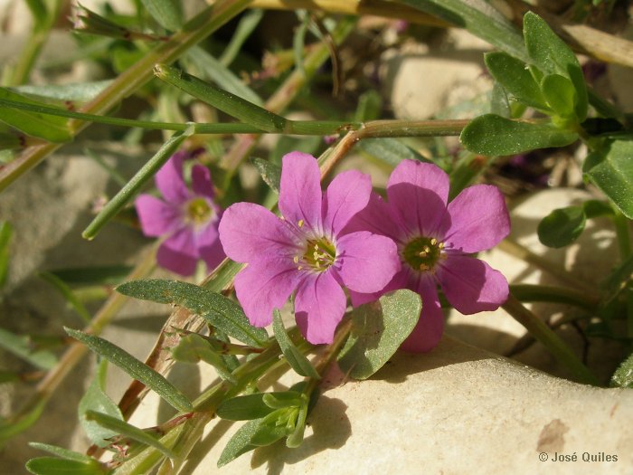 Sierra de Buixcarr�, V