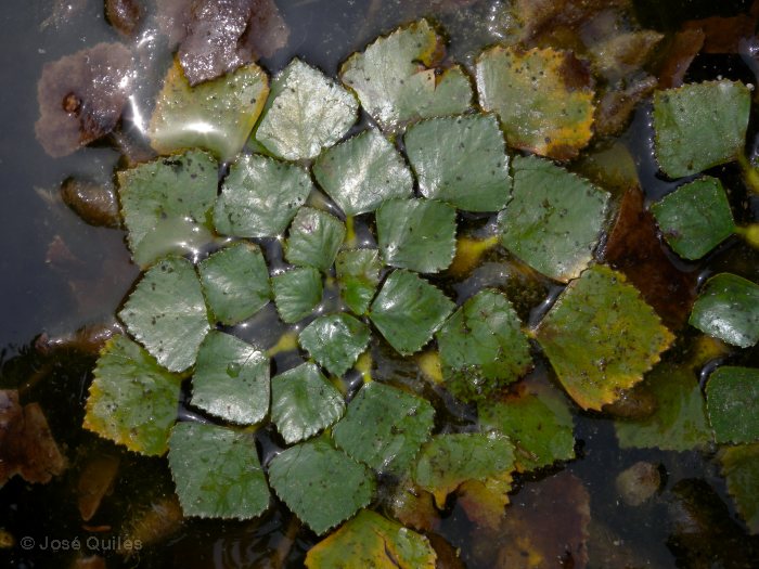 Cultivada