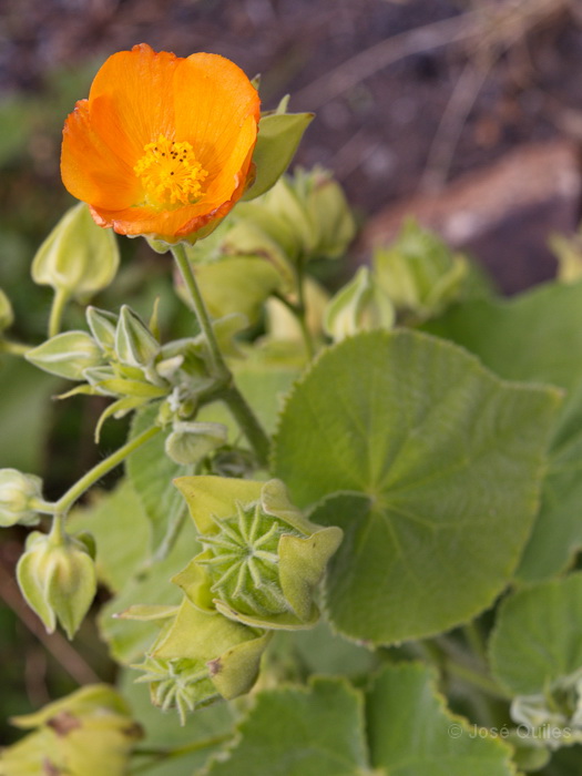 Chejelipes, La Gomera