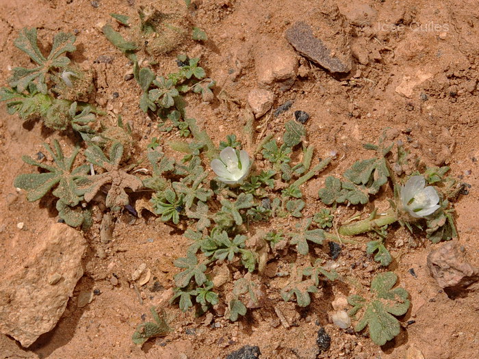 Cercan�as de Ouarzazate, Marruecos