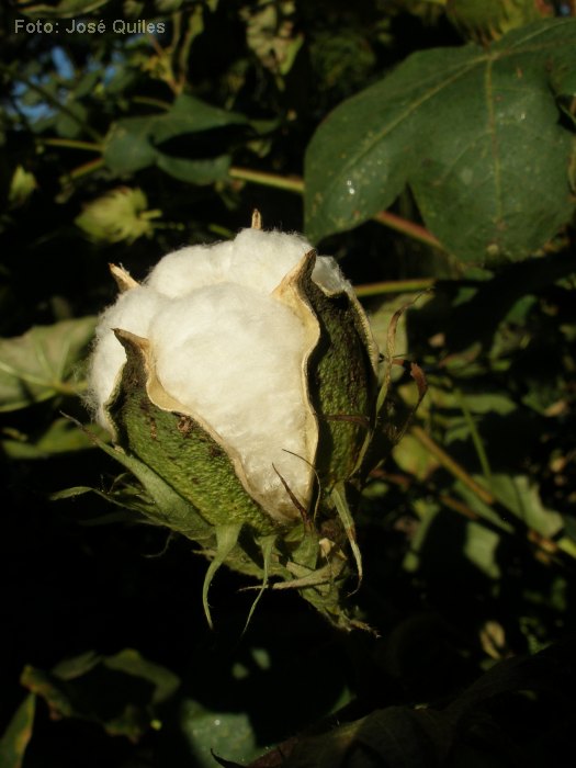 Cultivada