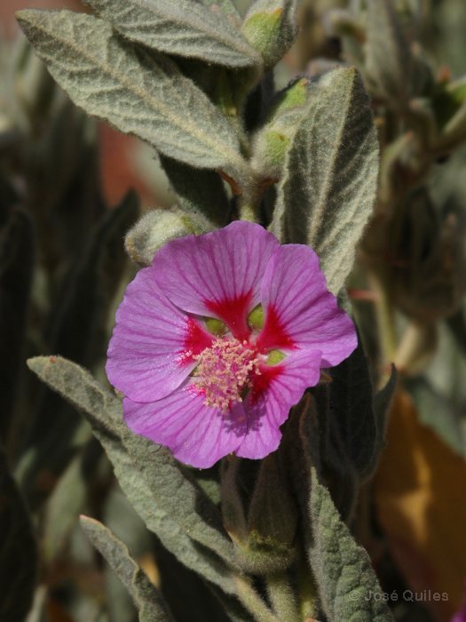 Sierra de G�dor, AL