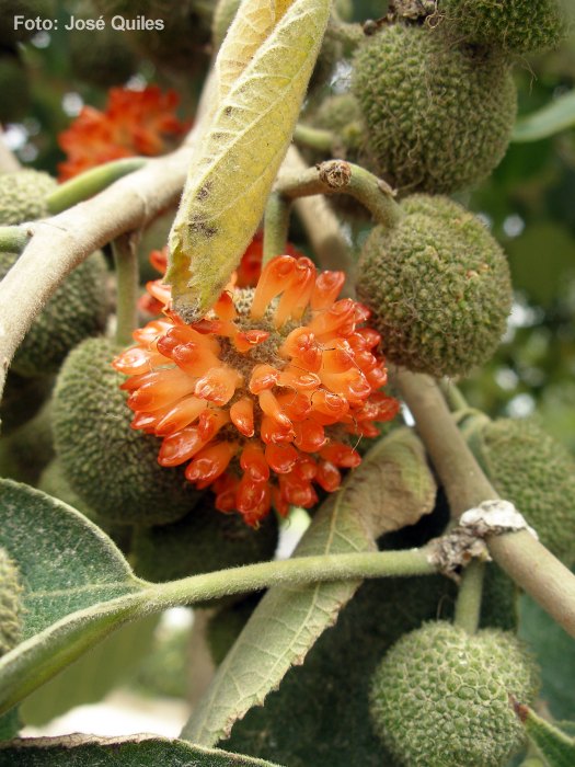 Cultivada