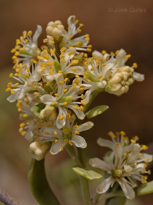 Nitraria retusa