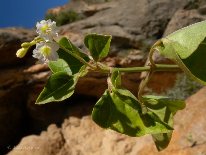 Sierra de Orihuela, A