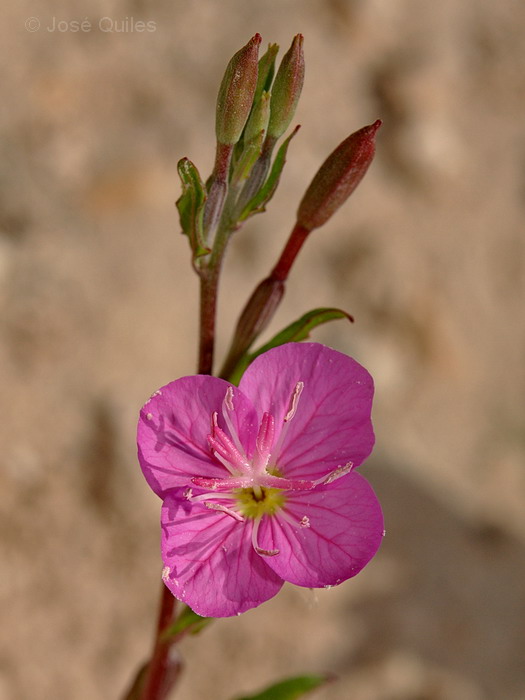 Huerta de Valencia