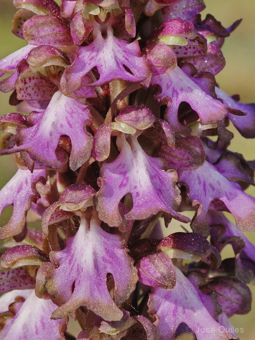 Sierra de Bernia, A